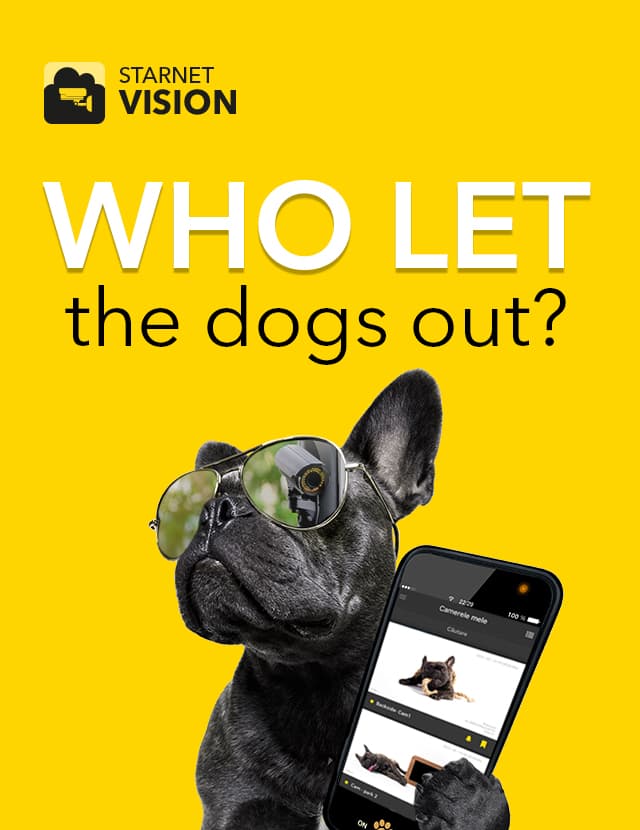 Who let the dogs out?